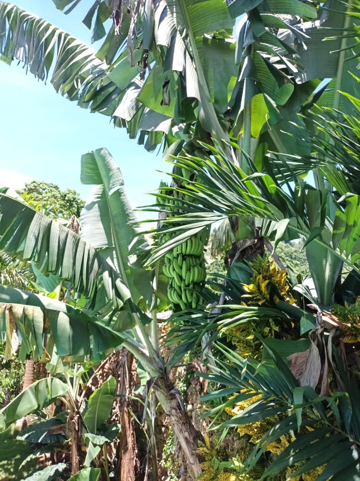 Samo Eco Lodge Las Terrenas Ngoại thất bức ảnh
